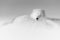 Arctic Sleeping