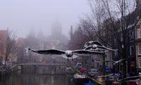 Seagull of Amsterdam 2
