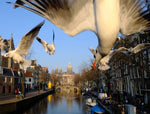 Seagull of Amsterdam 6