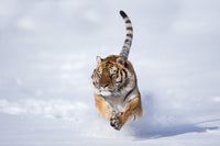 Tiger and snow
