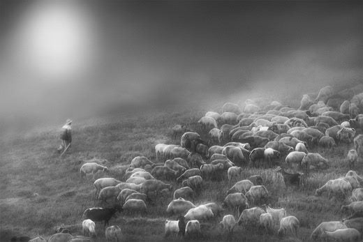 Mist and Shepherd