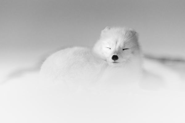 Arctic sleeping