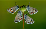 Four Butterfly