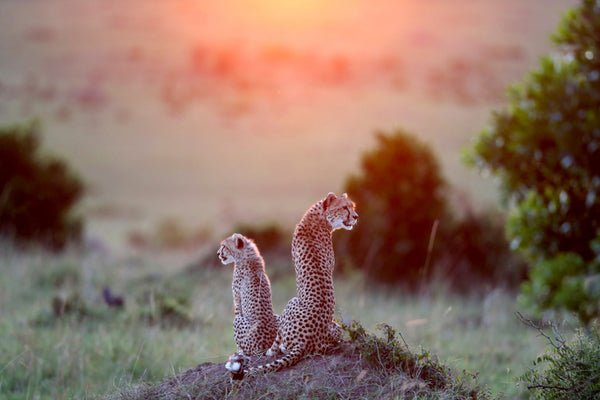 Cheetah and Her Cub l