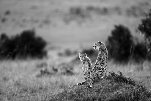 Cheetah and Her Cub ll