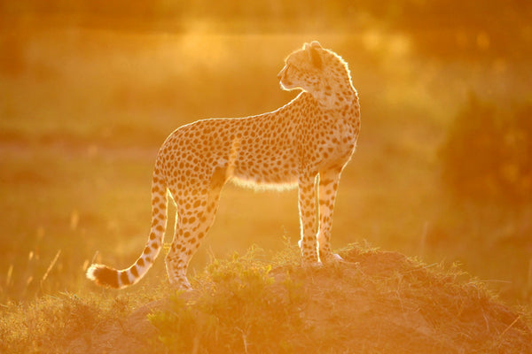 Cheetahs at Sunset