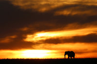 Elephant and sunset