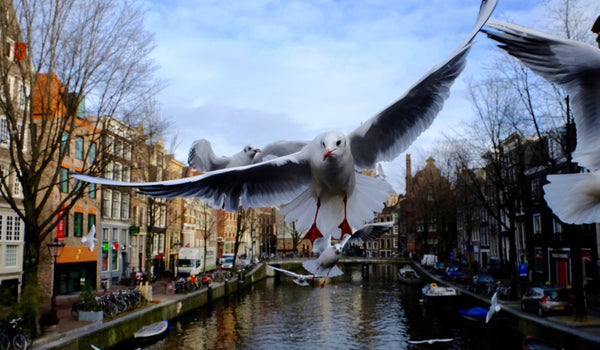 Seagull of Amsterdam 7