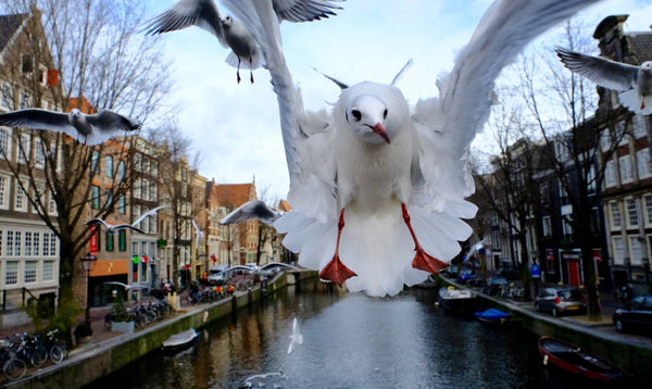 Seagull of Amsterdam 3