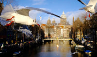 Seagull of Amsterdam 5