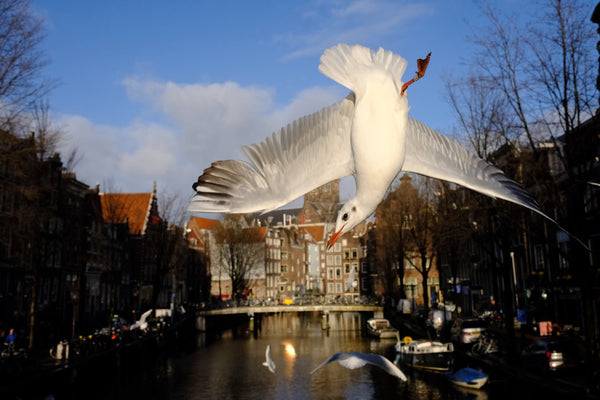 Seagull of Amsterdam 4