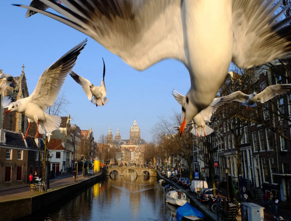 Seagull of Amsterdam 6