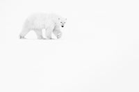 Polar bear on the move