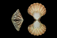 Shells 2