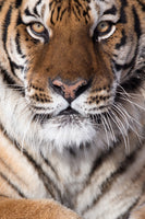 Tiger's Portrait