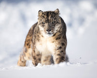Snow and Leopard